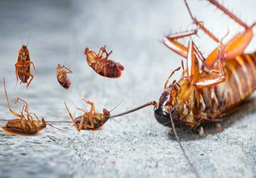 Cockroach Control Service in Bahrain