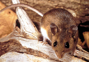 Rodent Control in Bahrain